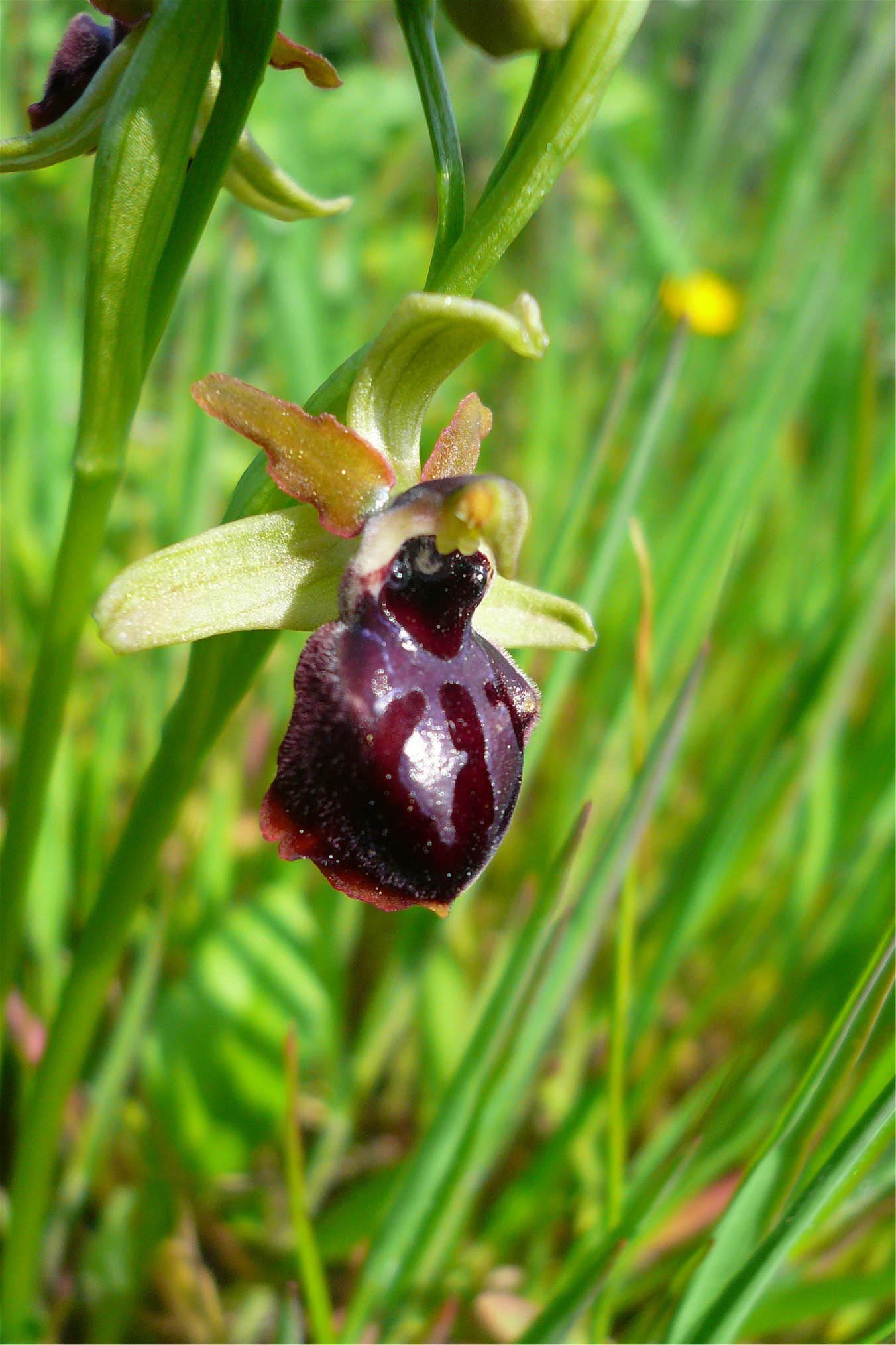 Orchidee nuoresi